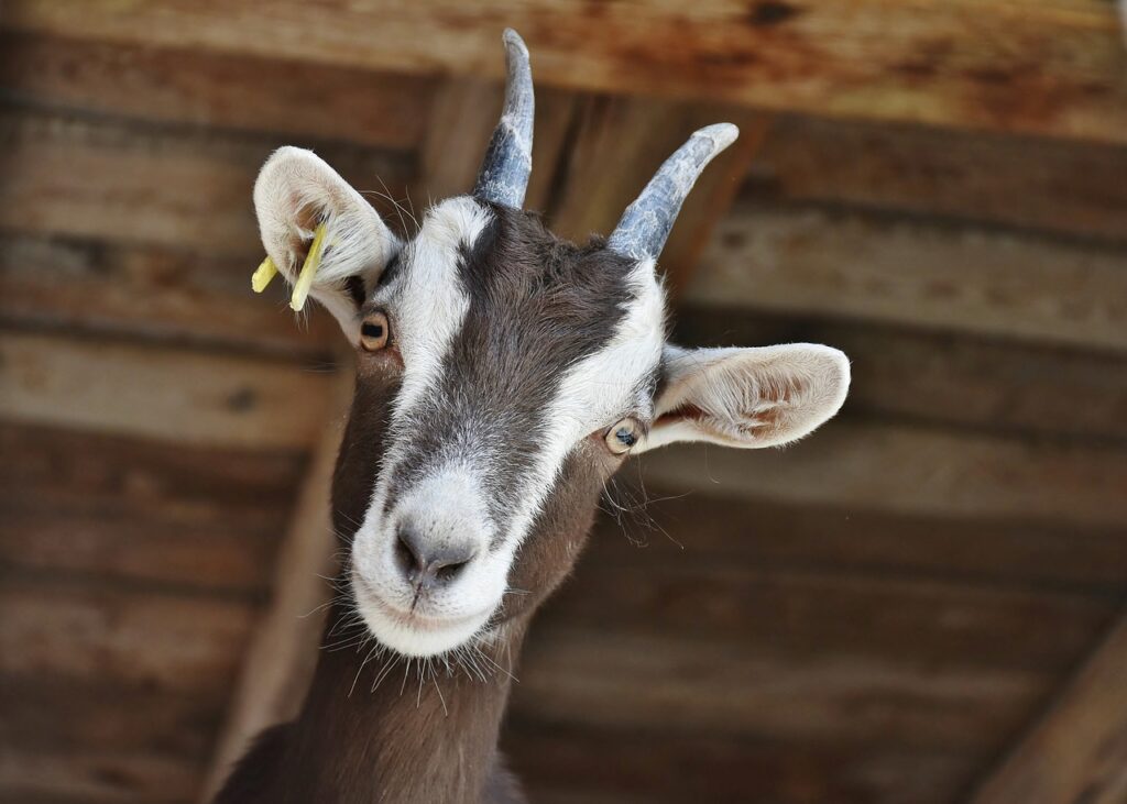 goat, pet, farm-3613728.jpg