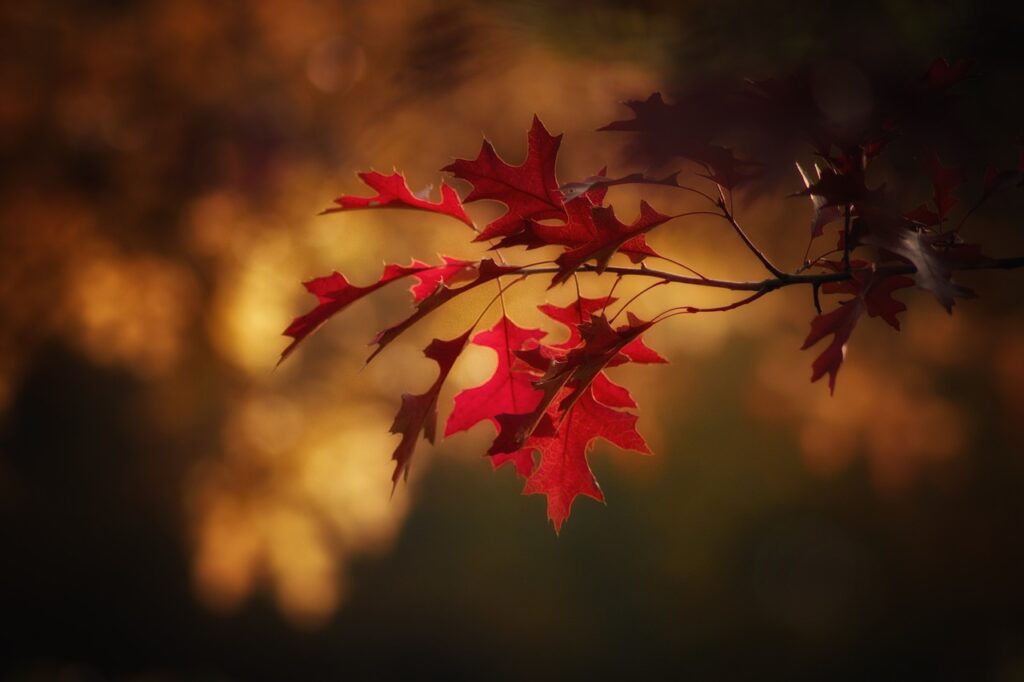 autumn, maple leaves, season-2895335.jpg